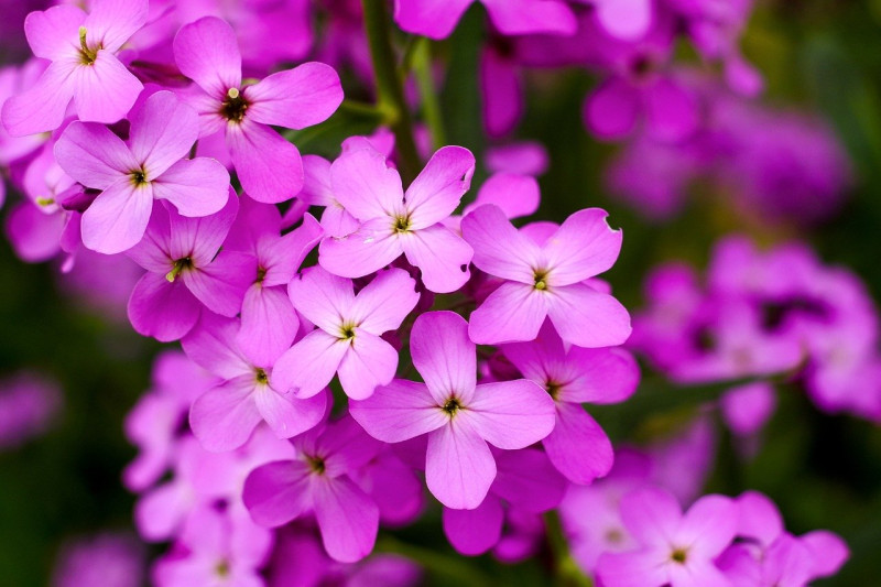 Hesperis matronalis - paarse vlinderbloemen - inheemse soorten - vaste planten winterhard